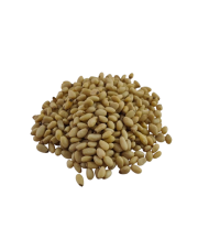 Orzechy pinii YUNNAN